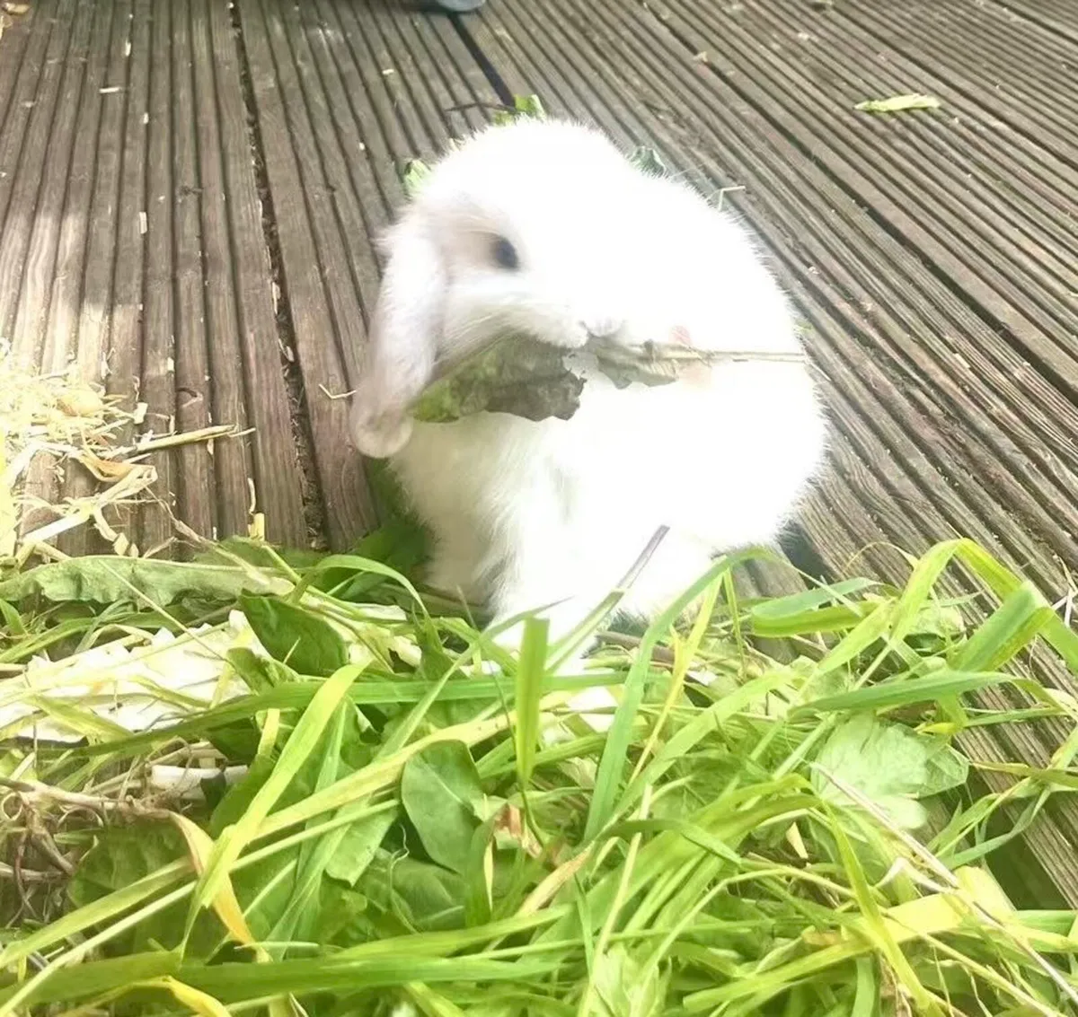 lop-eared rabbit - Image 1