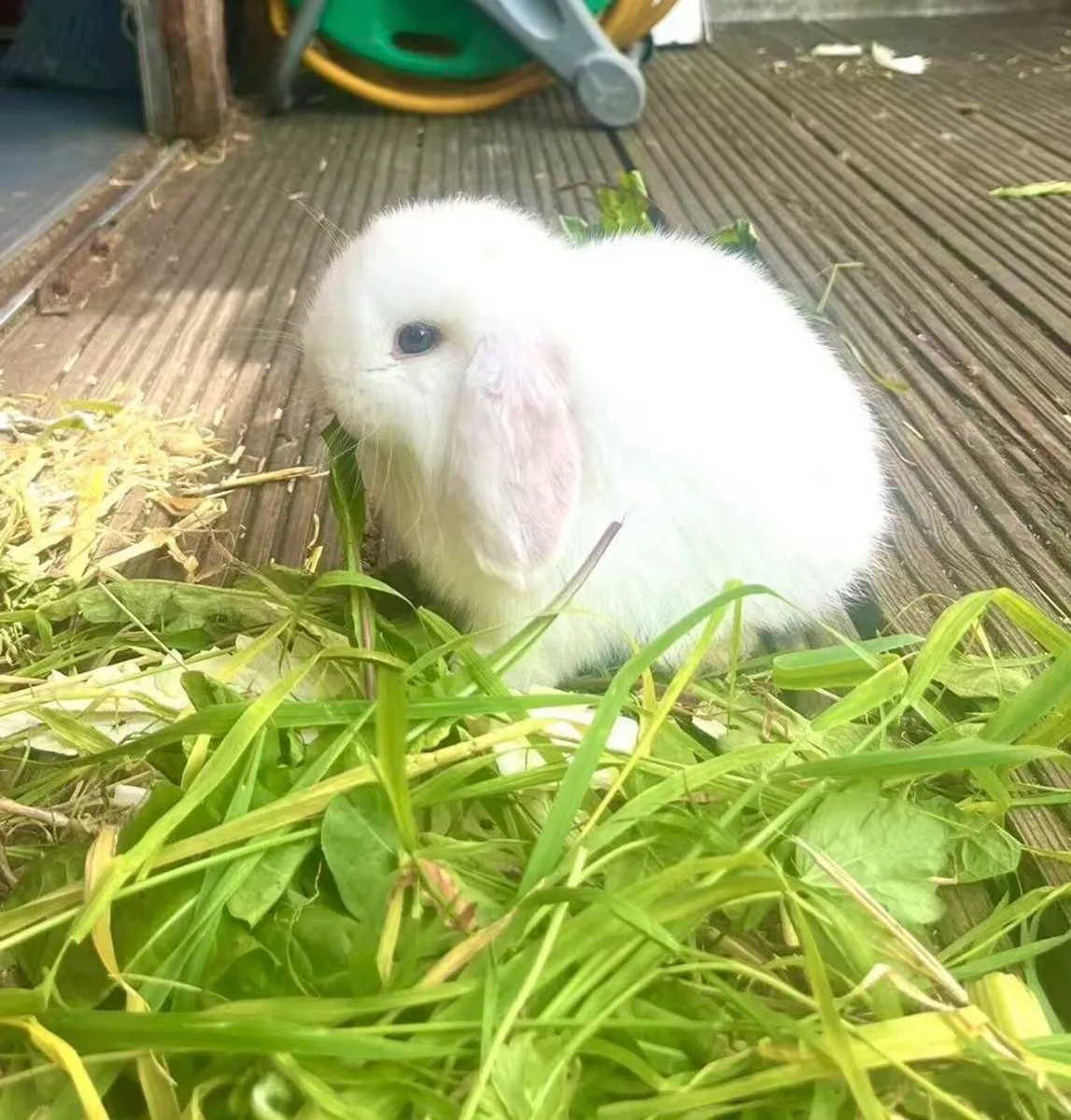 lop-eared rabbit - Image 2