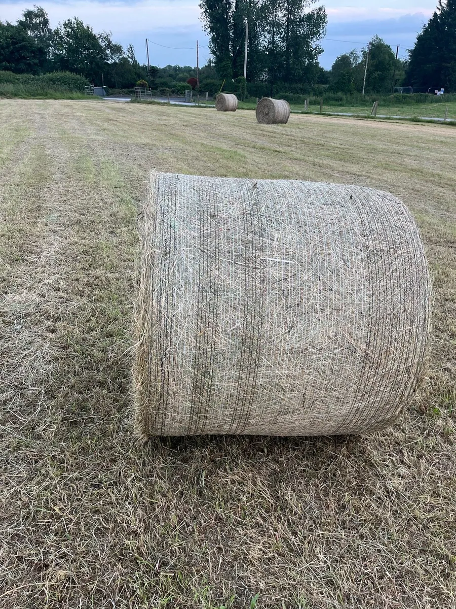 Hay - Image 2