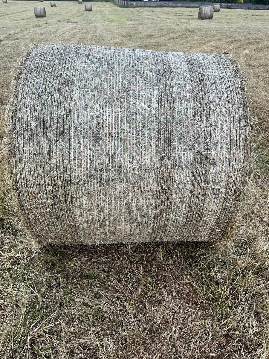 Hay - Image 3