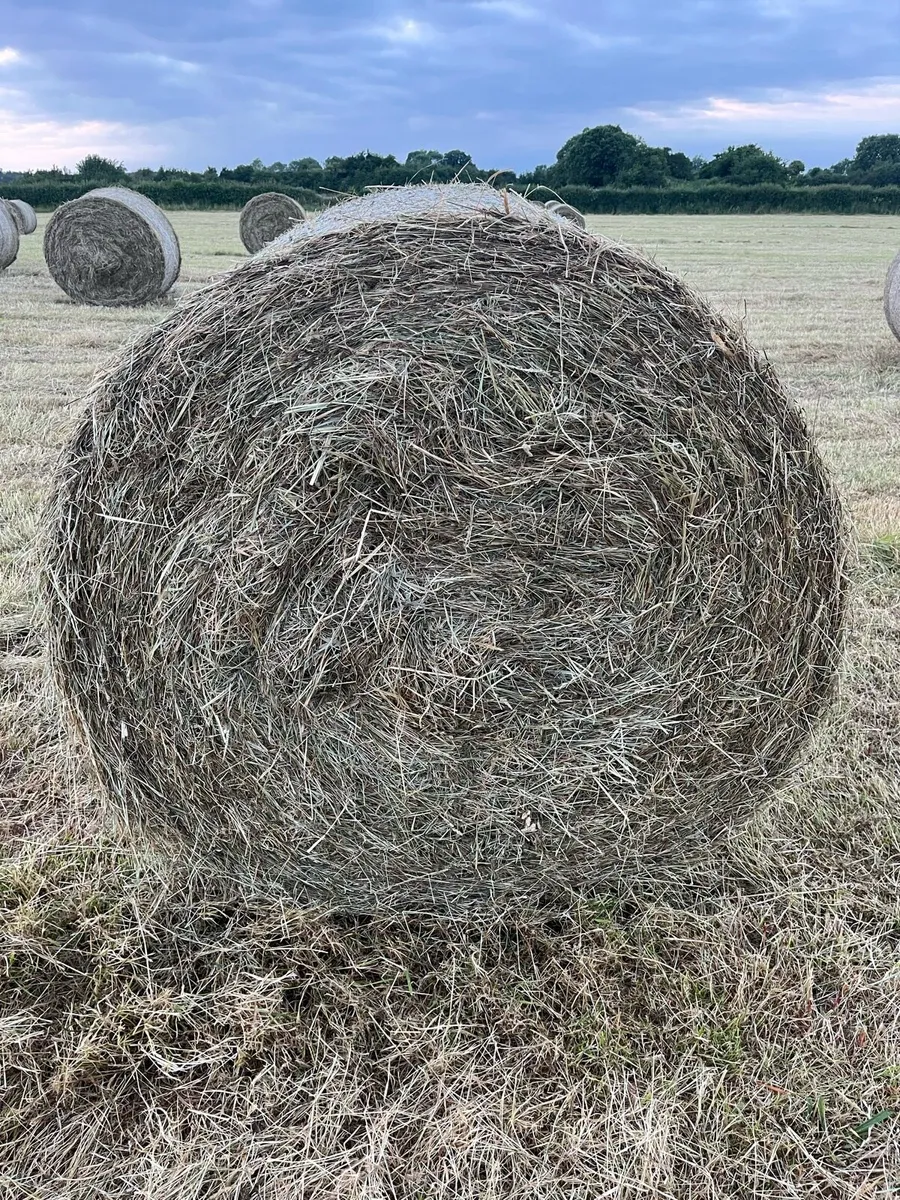 Hay - Image 4