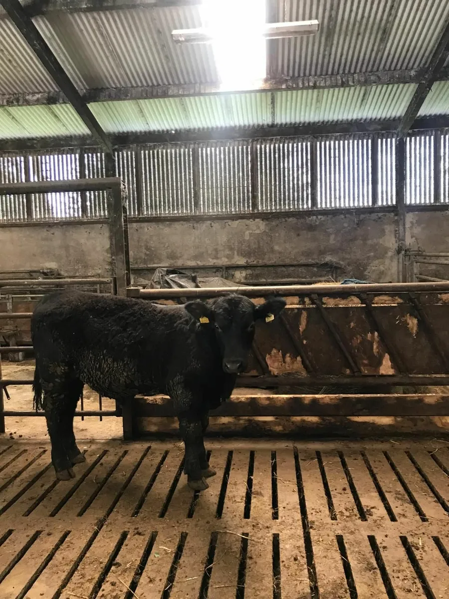 AA BULL - Image 1