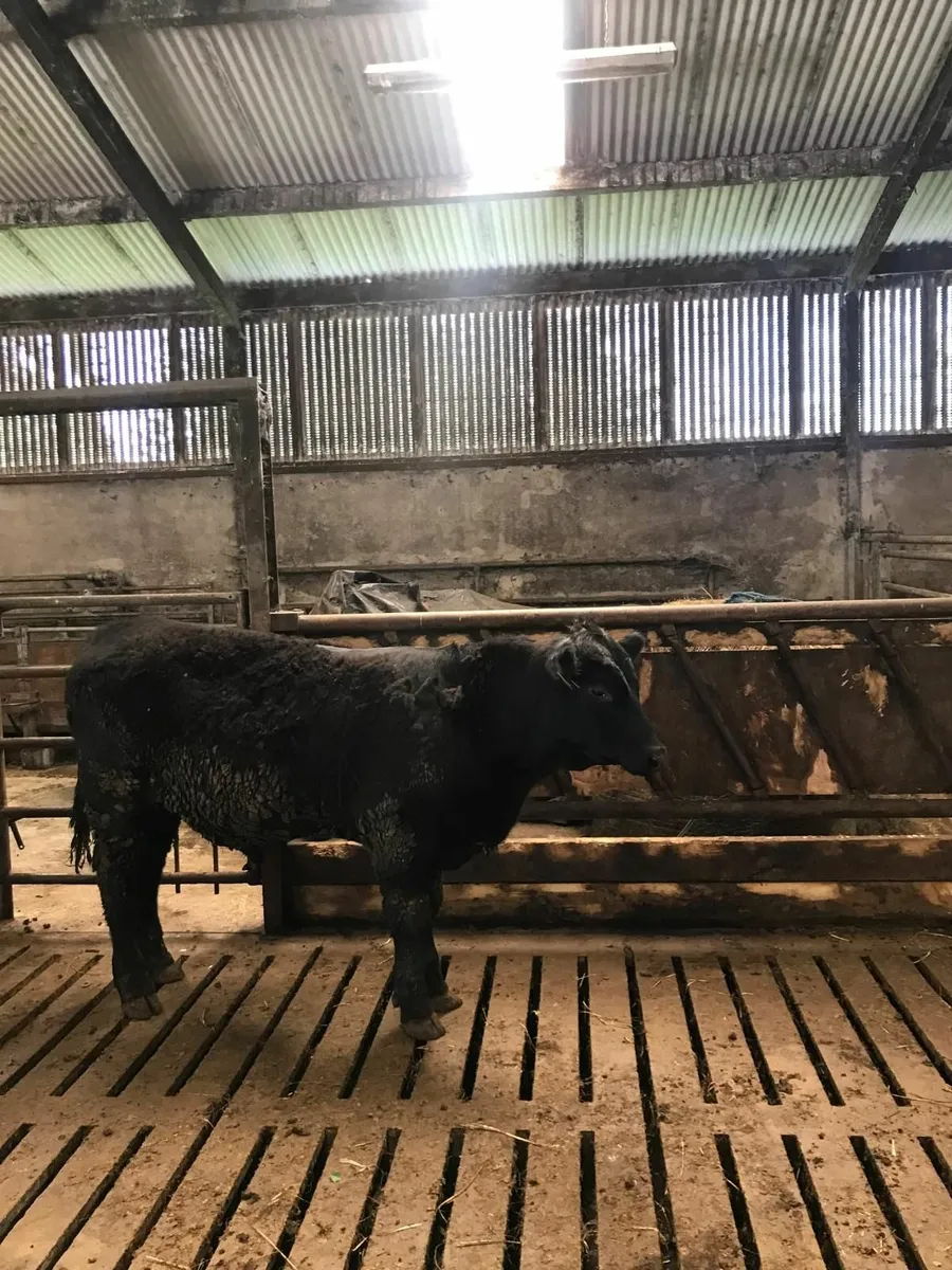AA BULL - Image 3