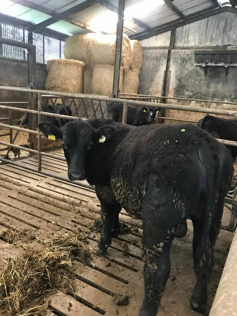 AA BULL - Image 4