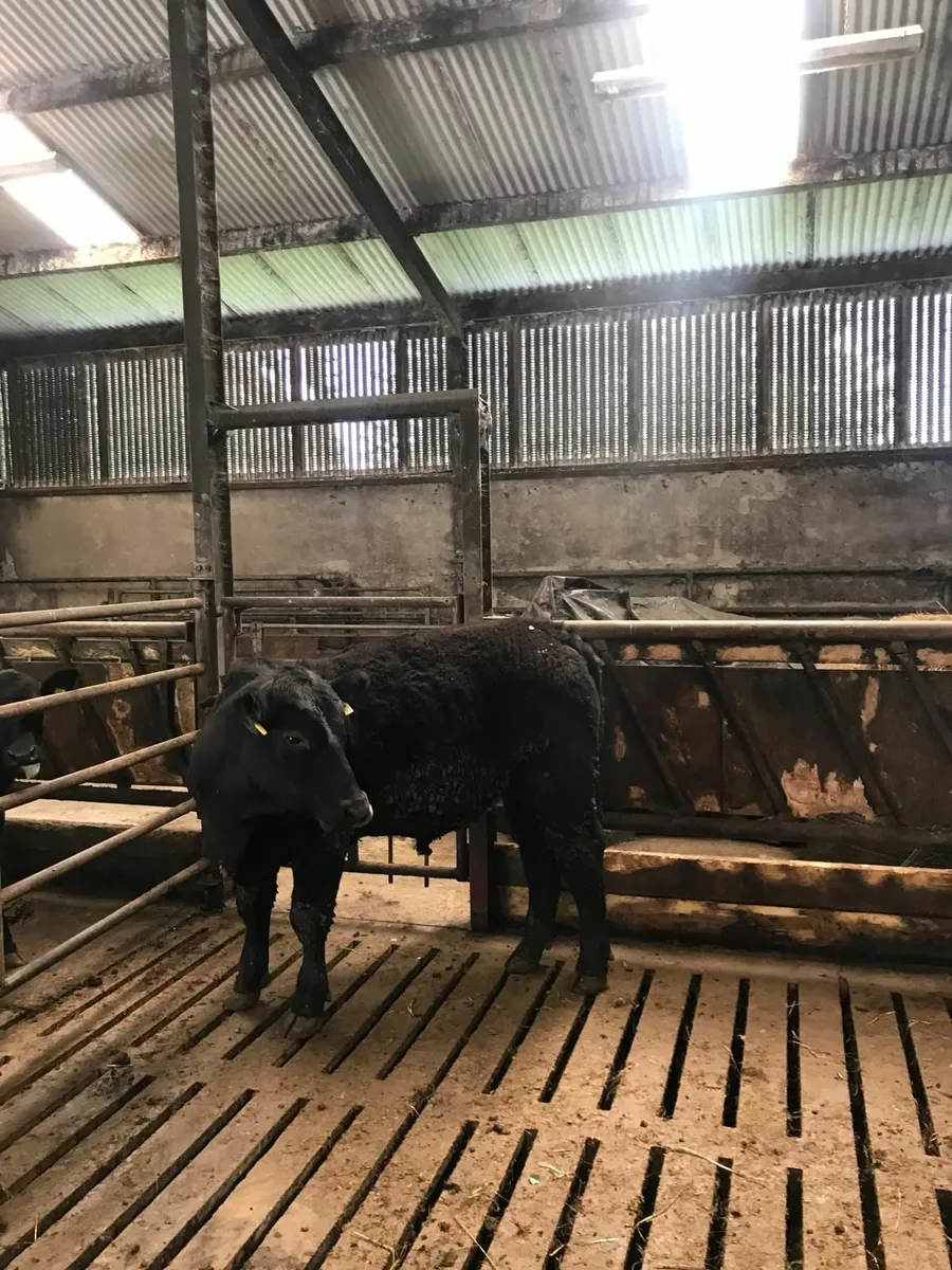 AA BULL - Image 2