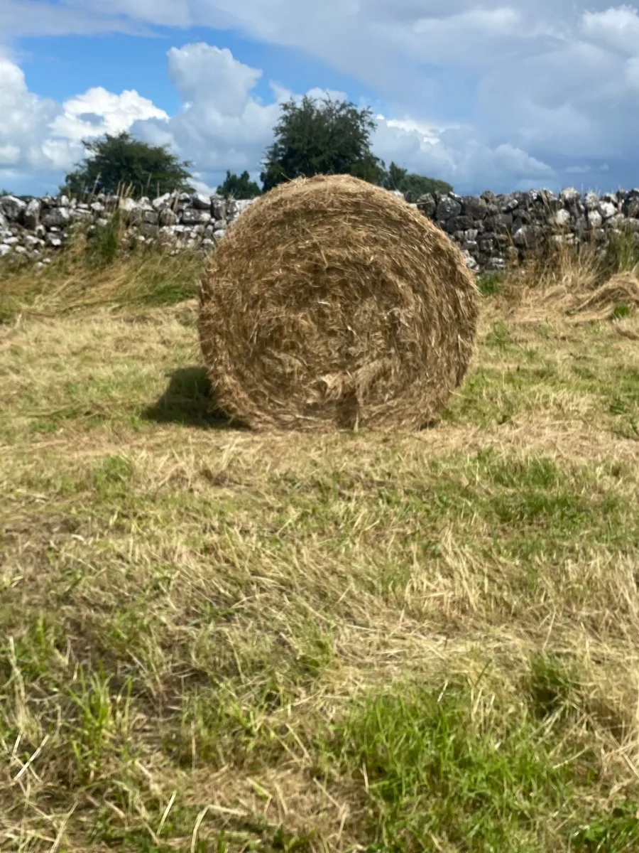 round bales Hay - Image 1