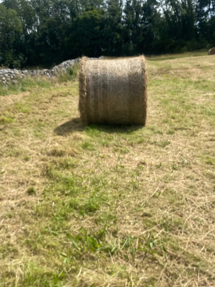 round bales Hay - Image 2