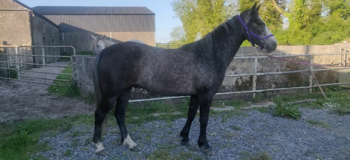 3 Year Old Connemara Gelding Broken and Ridden