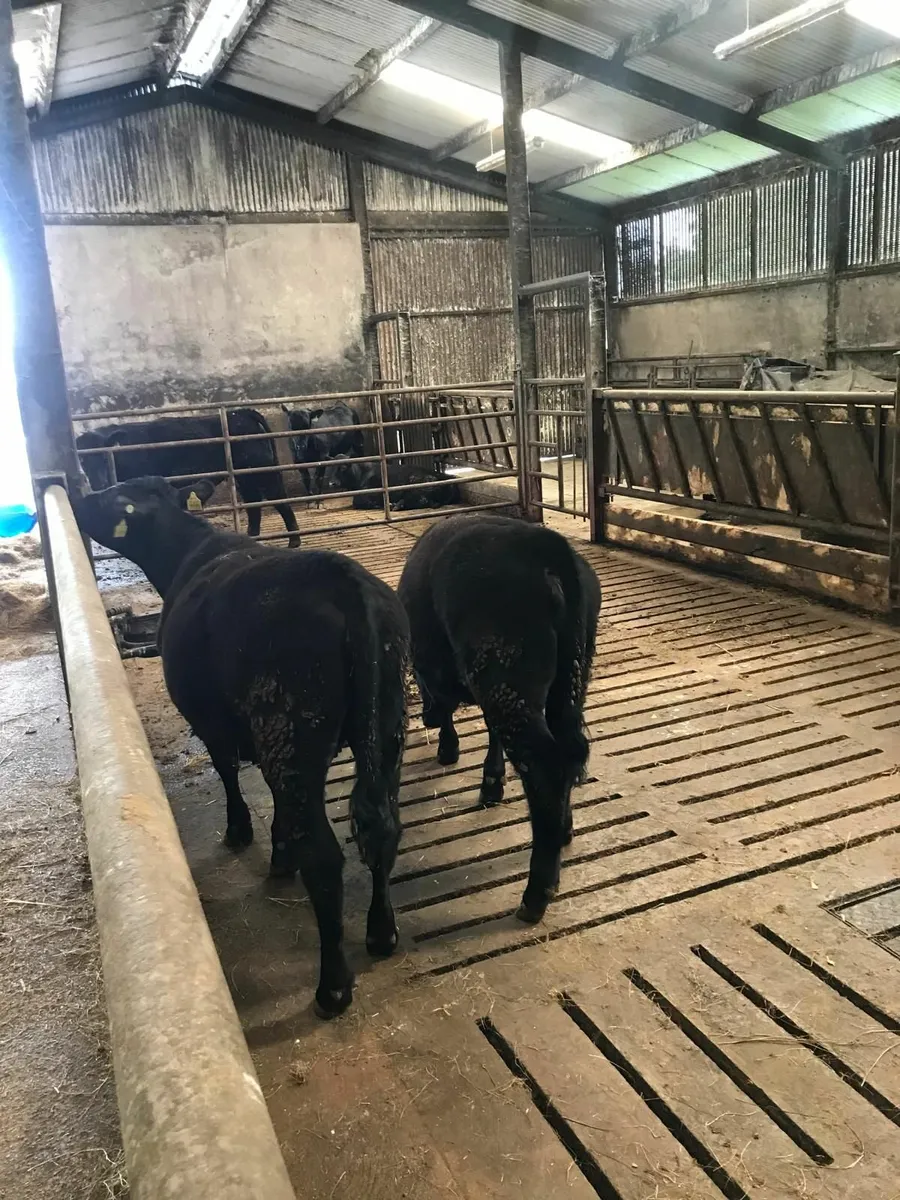 AA ,PB HEIFERS. - Image 1