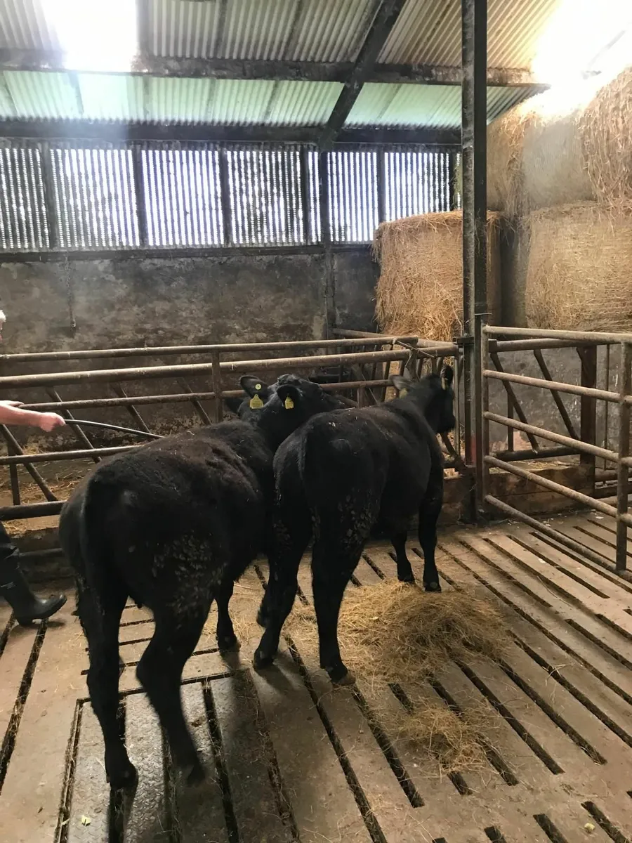 AA ,PB HEIFERS. - Image 2
