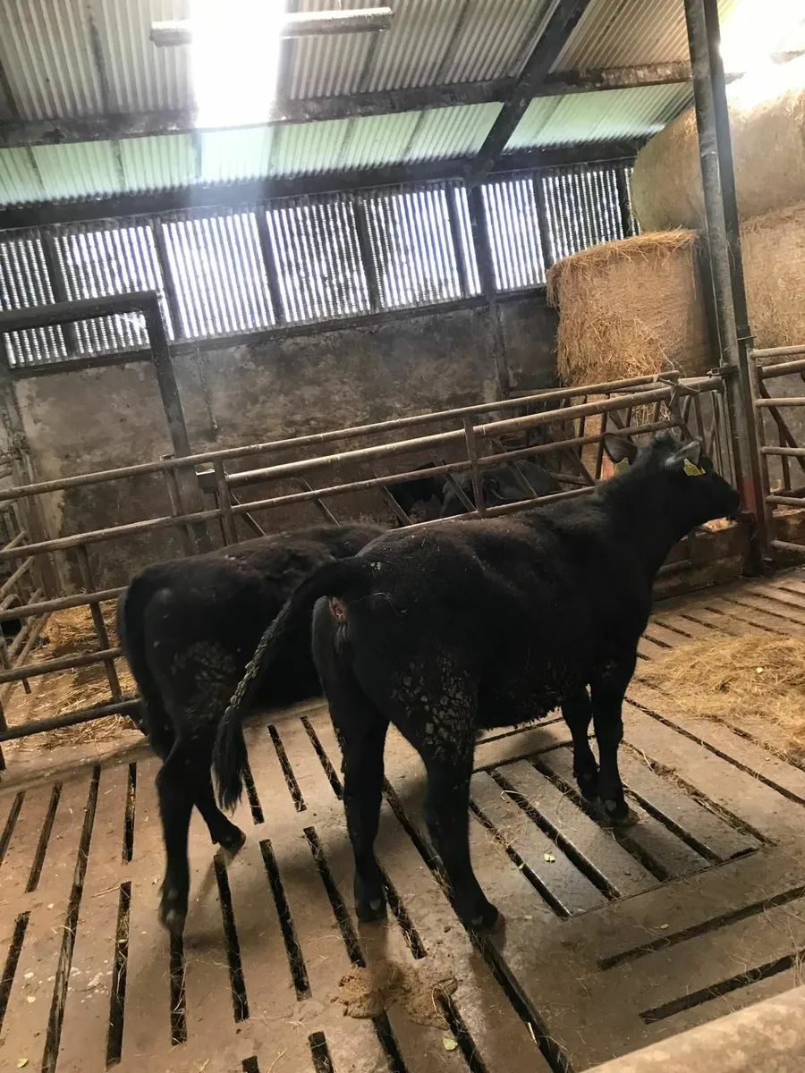 AA ,PB HEIFERS. - Image 3
