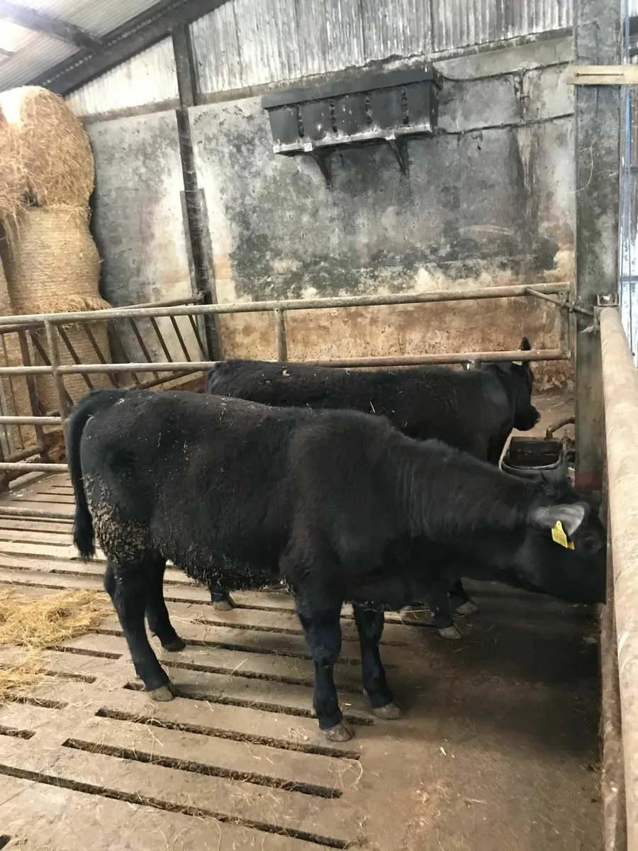 AA ,PB HEIFERS. - Image 4