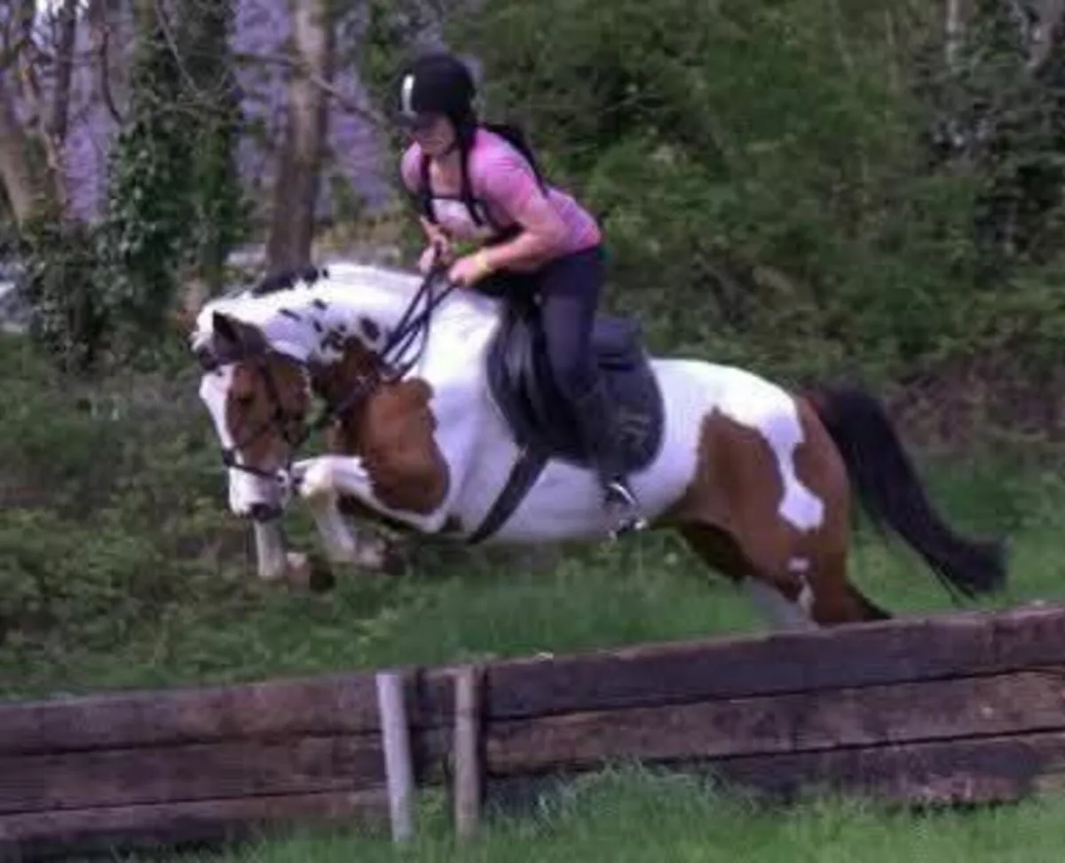 4 yr old filly - Image 4