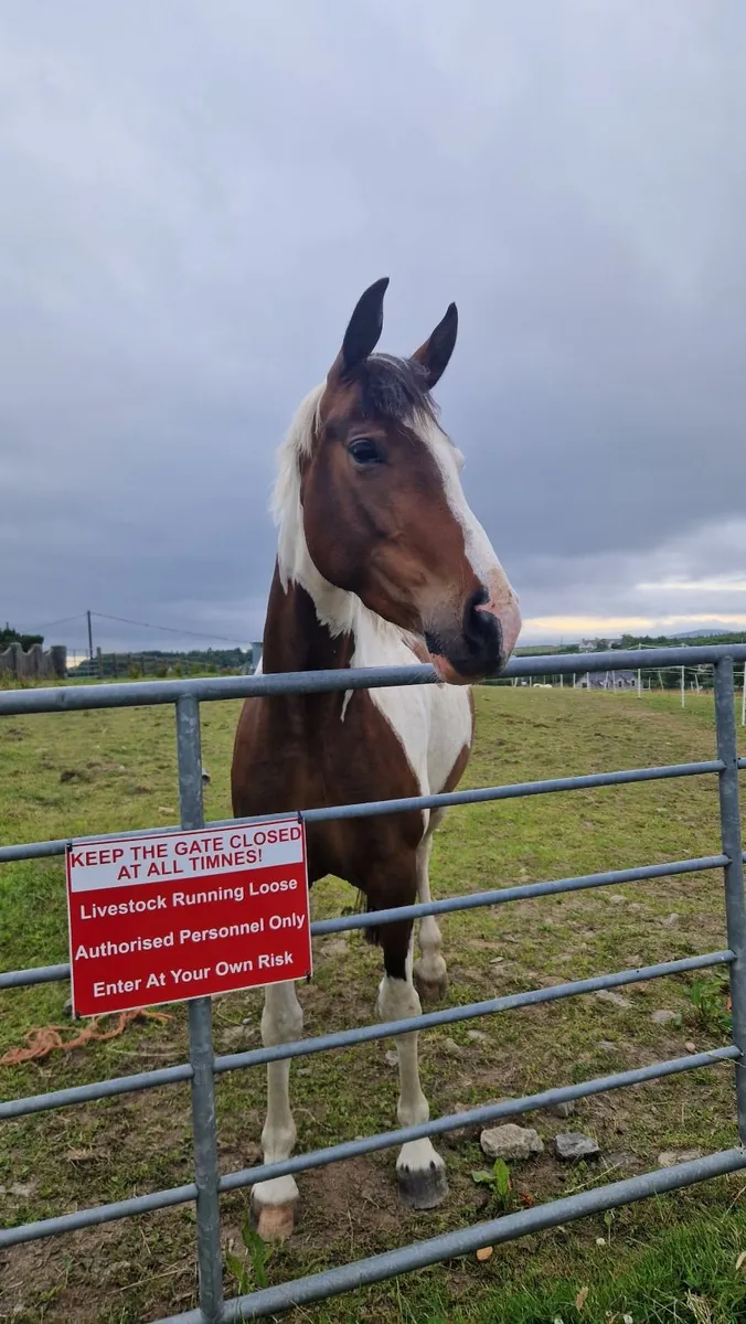 4 yr old filly - Image 2
