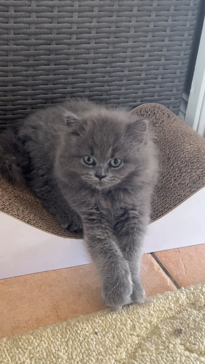 🐾 Adorable British Shorthair Kittens for Sale 🐾 - Image 1