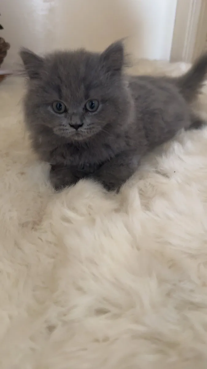 🐾 Adorable British Shorthair Kittens for Sale 🐾 - Image 2