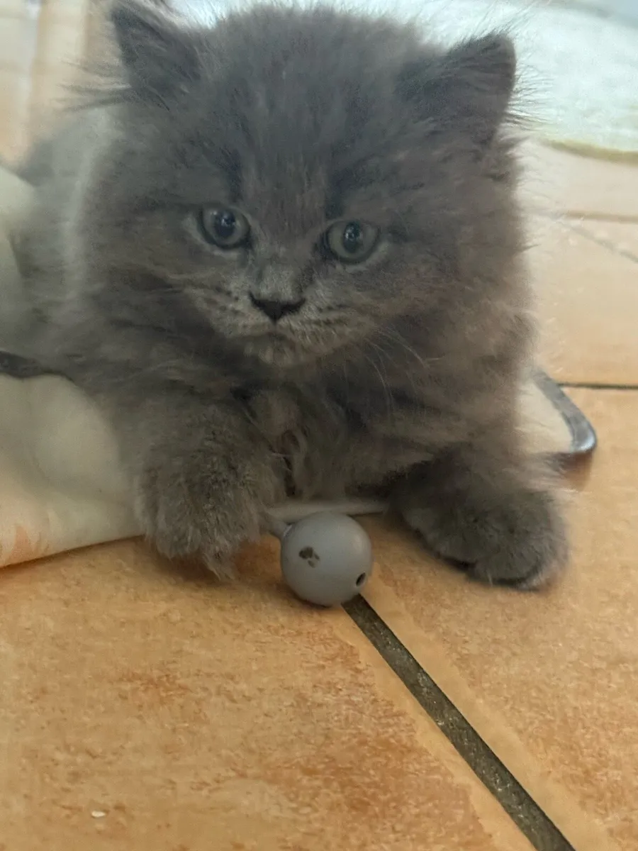 🐾 Adorable British Shorthair Kittens for Sale 🐾 - Image 3