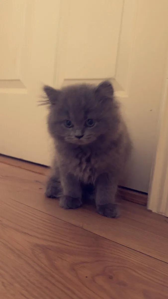 🐾 Adorable British Shorthair Kittens for Sale 🐾 - Image 4