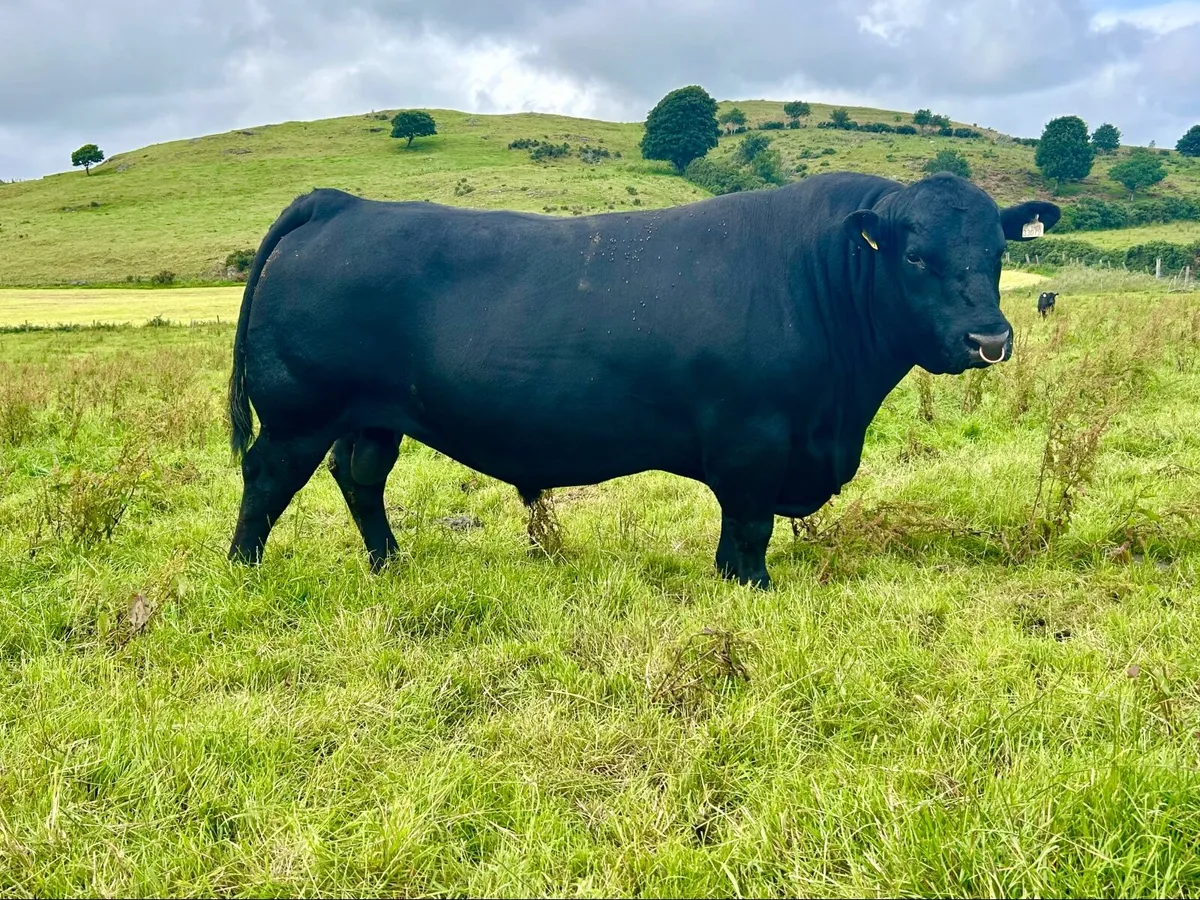 Pedigree Angus bull for sale - Image 2