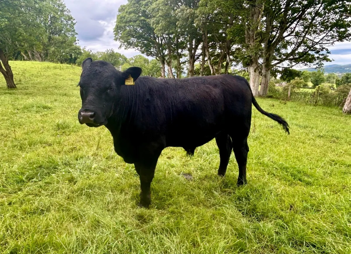 Pedigree Angus bull for sale - Image 1