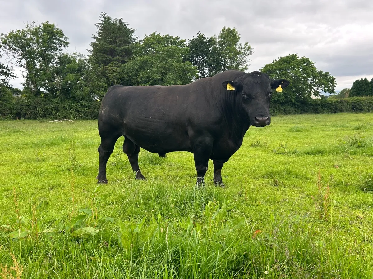Pedigree Angus bull for sale - Image 3