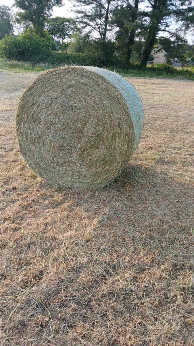 Hay - Image 1