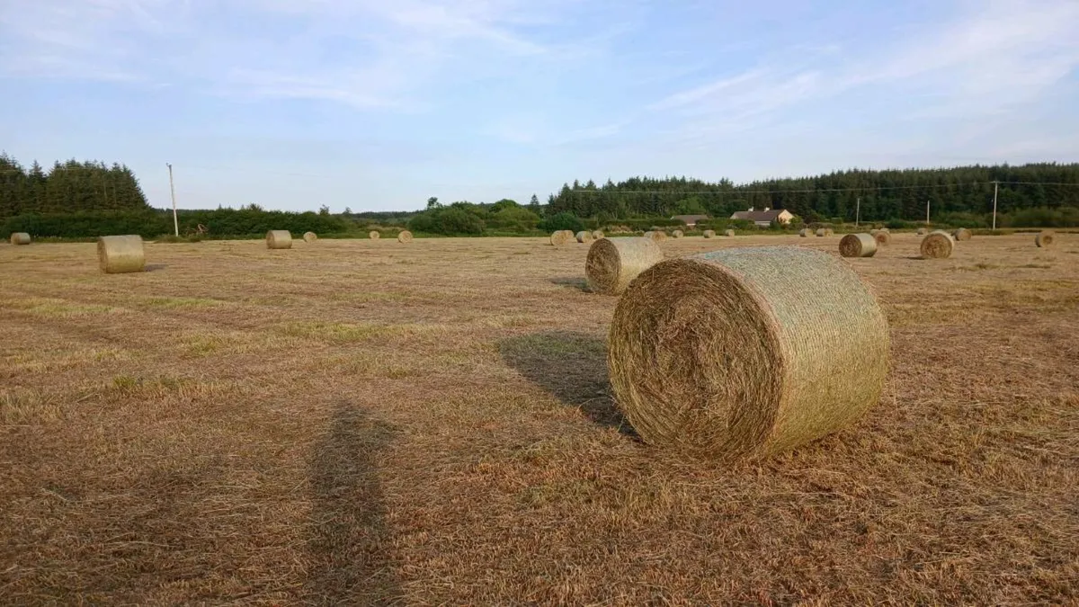 Hay - Image 2