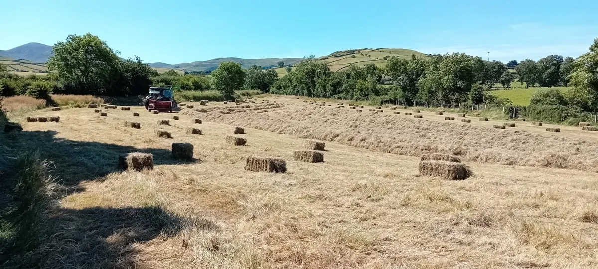 Hay - Image 1