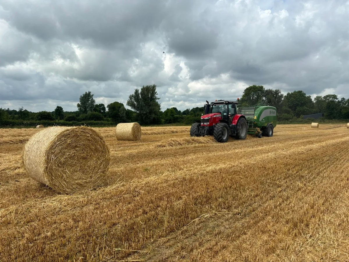 Barley straw - Image 3