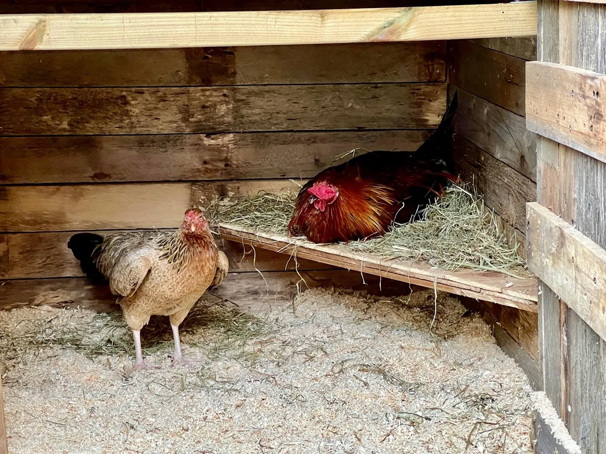 Bantam pair
