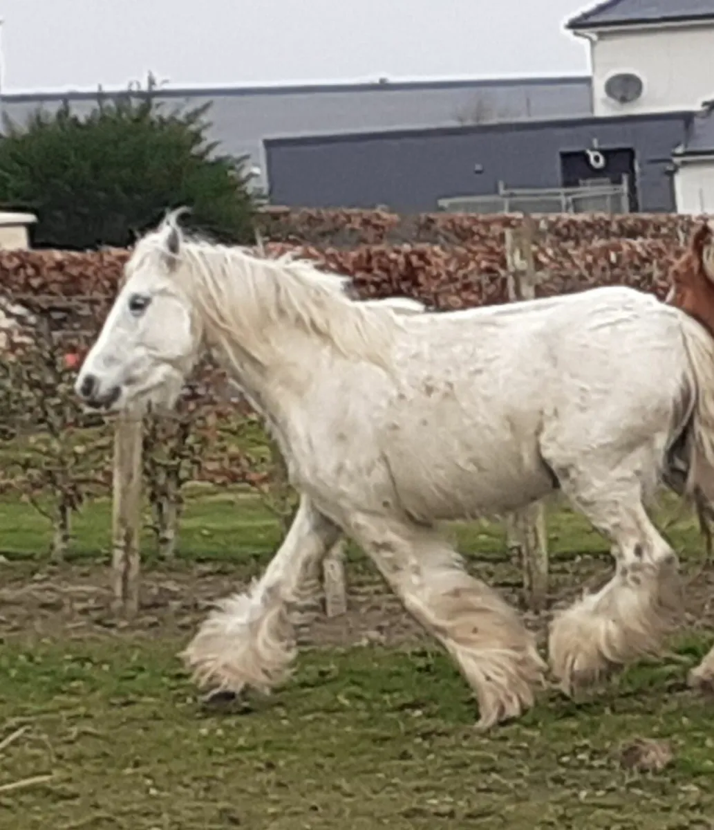 Heavy Grey Cob and foal - Image 2
