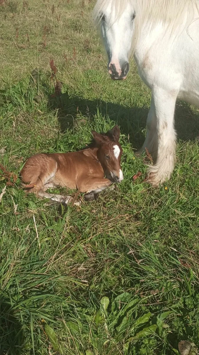 Heavy Grey Cob and foal - Image 3