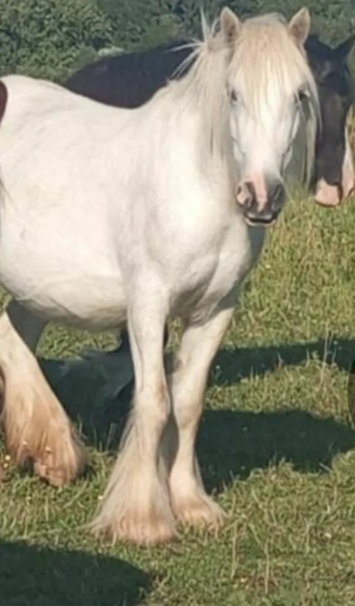 Heavy Grey Cob and foal - Image 1