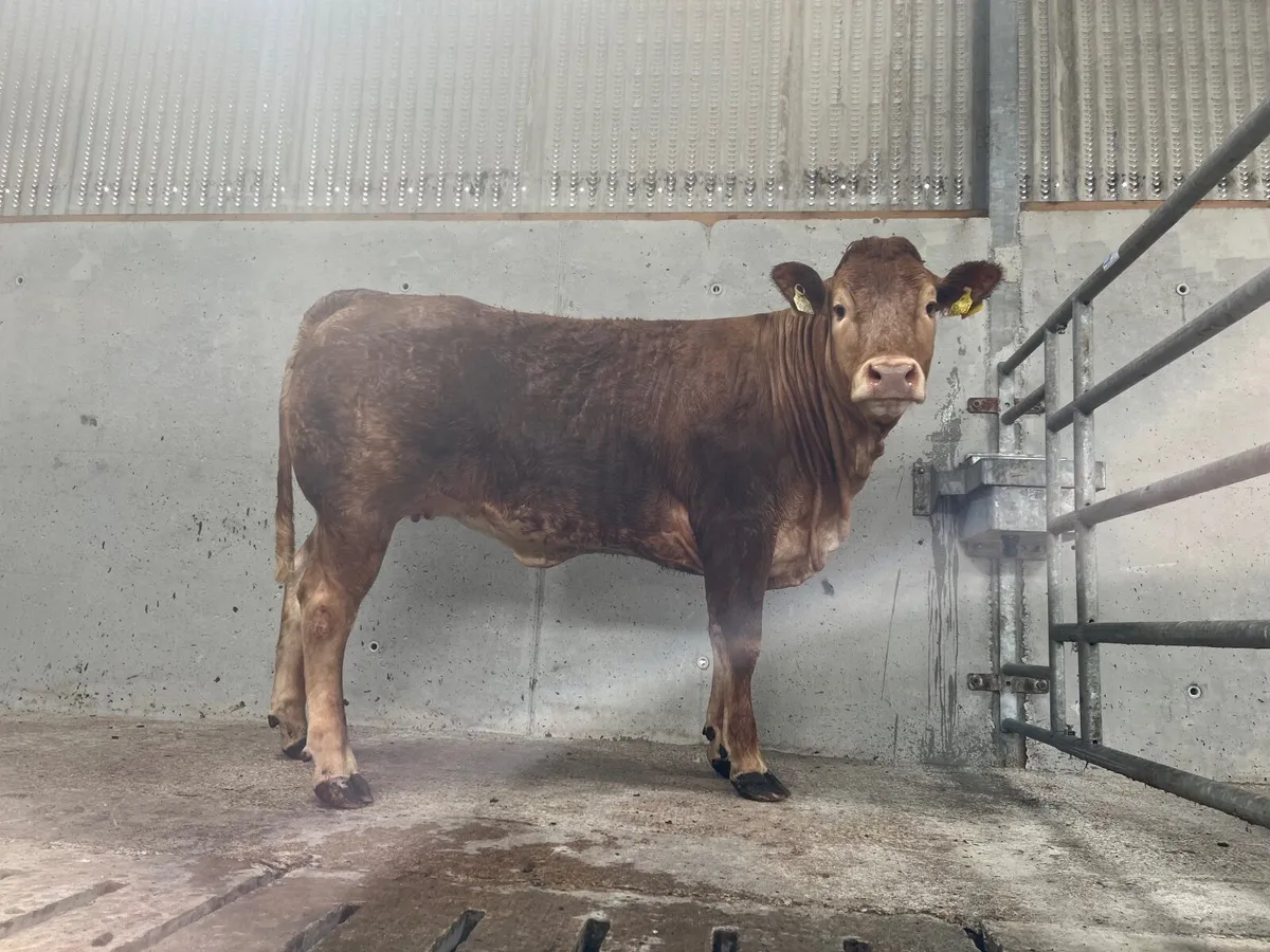 ⭐️⭐️Roan Breeding Heifer⭐️⭐️ Lot 104E - Image 3