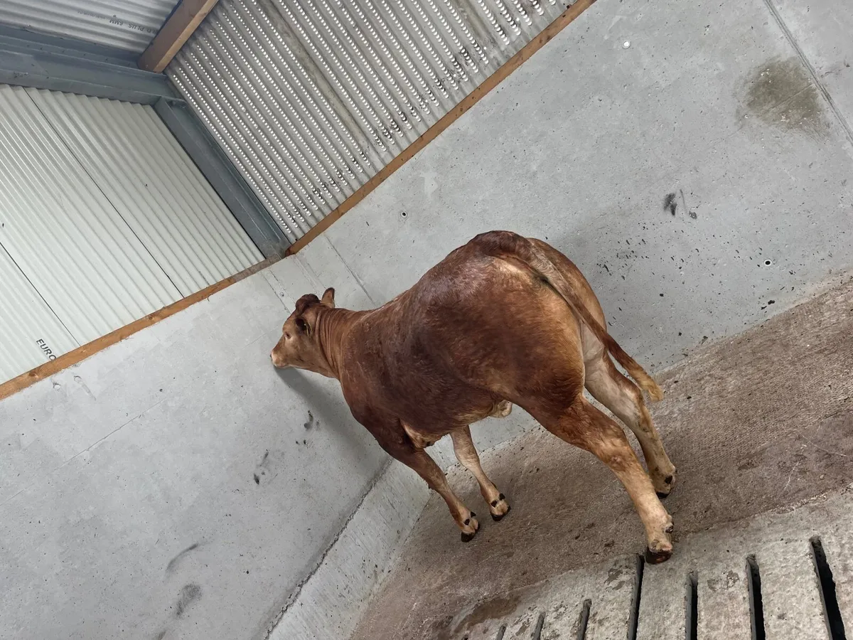 ⭐️⭐️Roan Breeding Heifer⭐️⭐️ Lot 104E - Image 4
