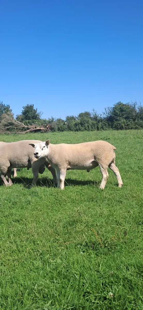 PUREBRED TEXAL RAM - Image 1