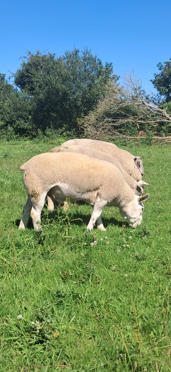 PUREBRED TEXAL RAM - Image 2