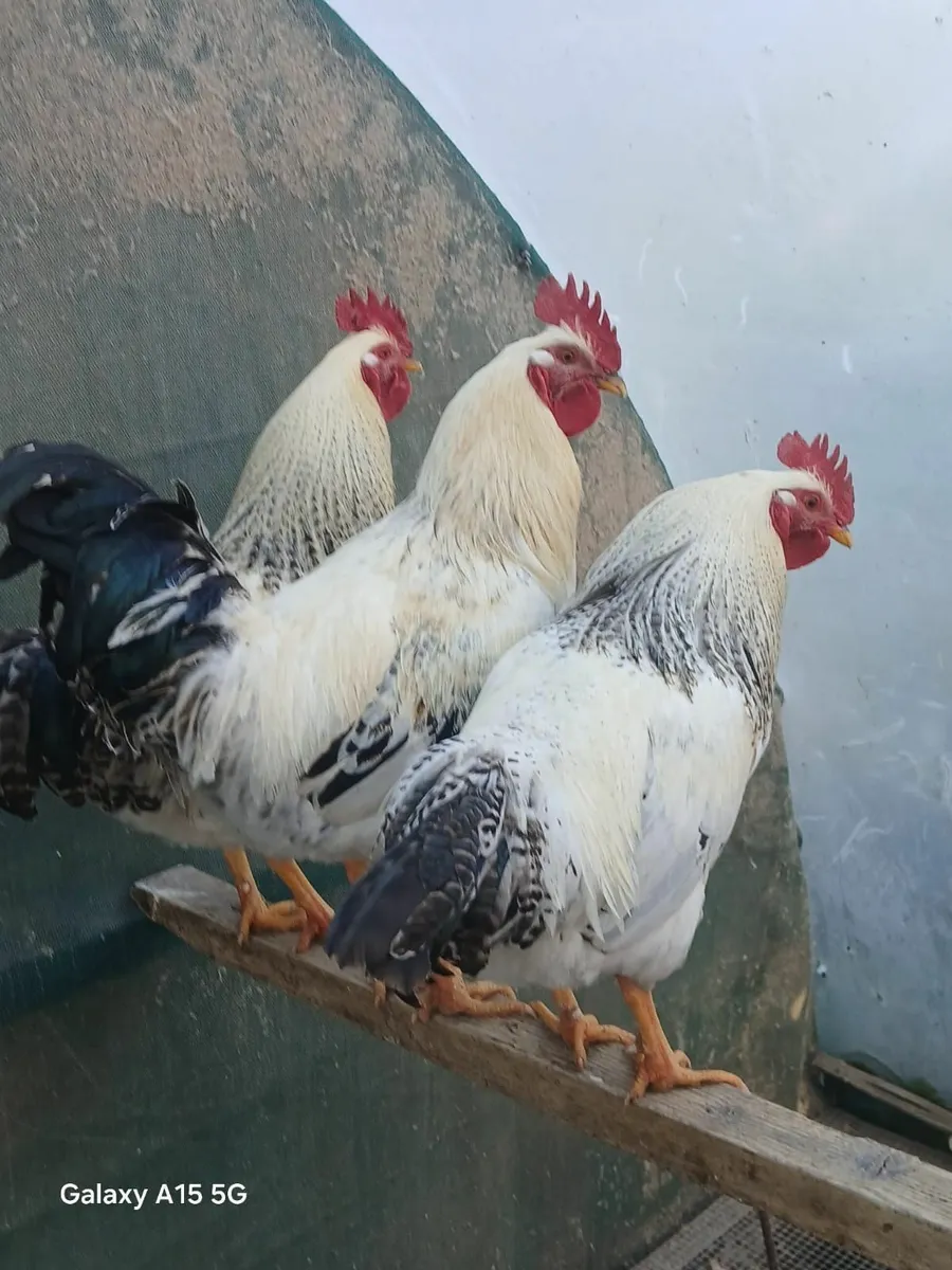 Five young roosters - Image 3