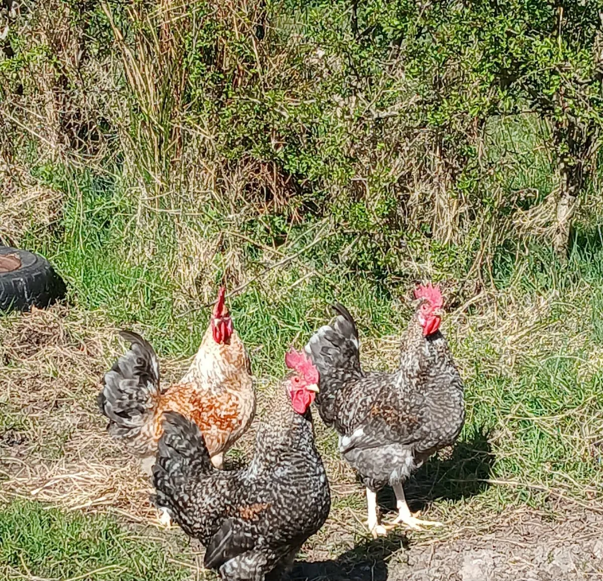 Five young roosters - Image 1