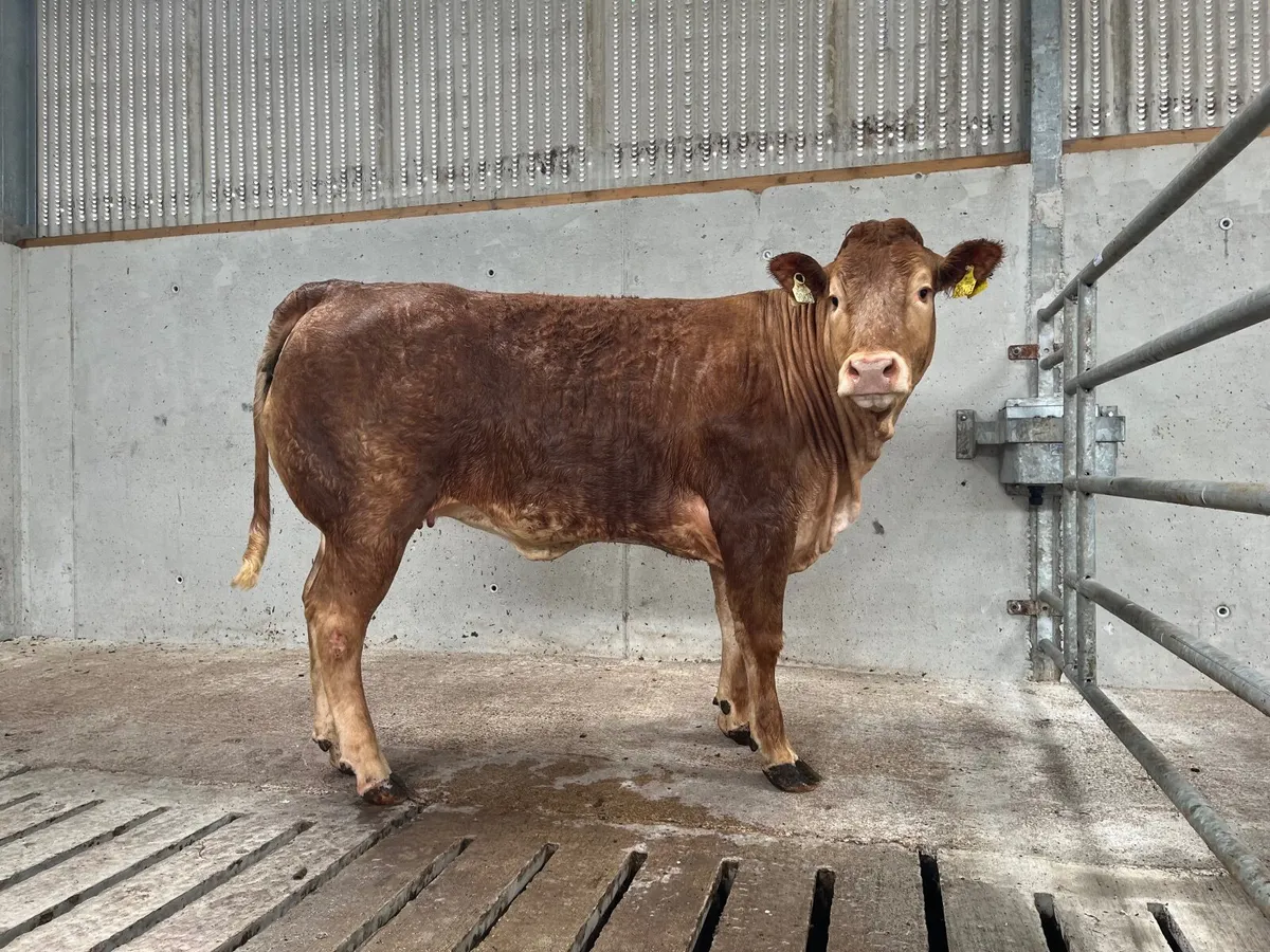 ⭐️⭐️Roan Breeding Heifer⭐️⭐️ Lot 104E - Image 1