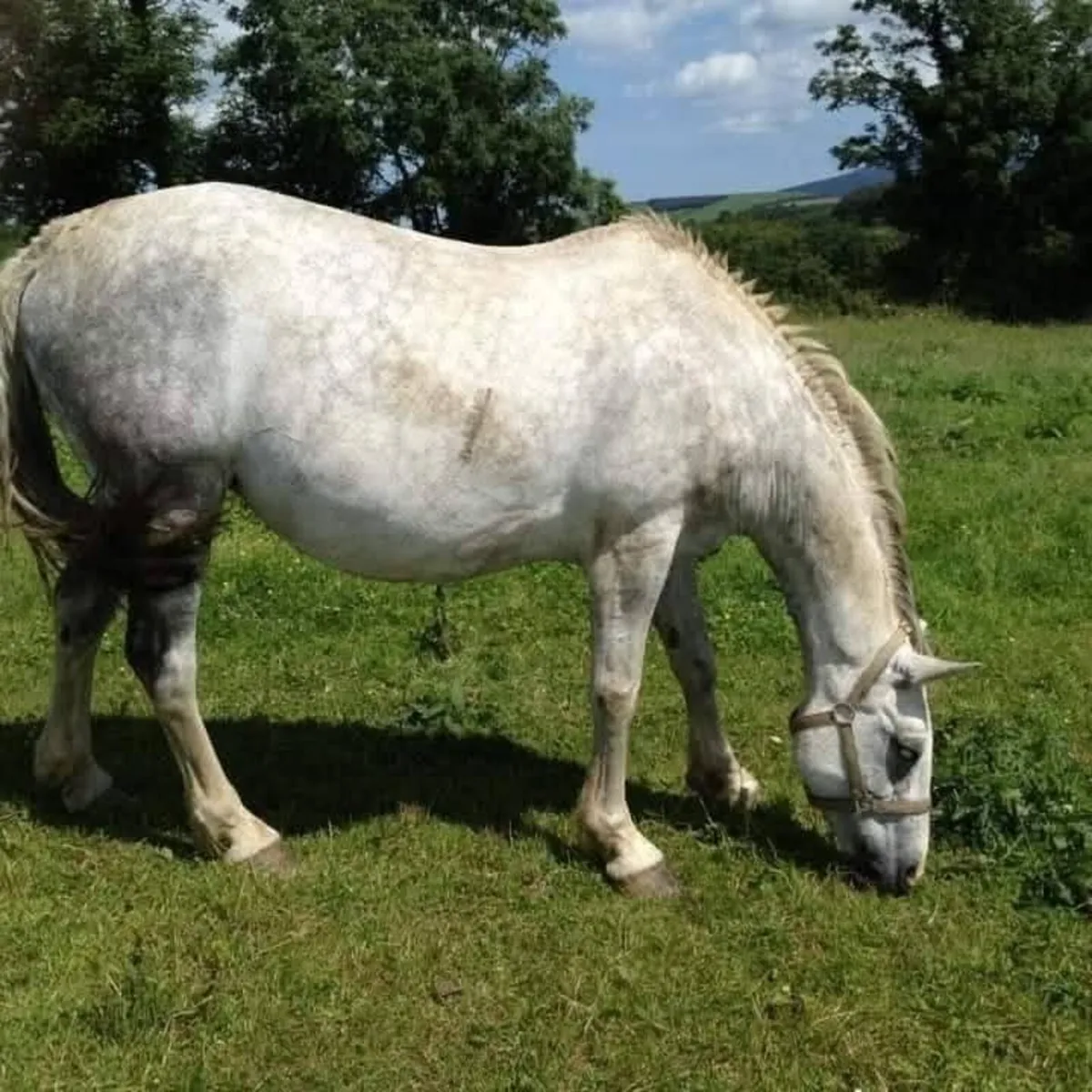 3 Year Old Filly Unbroken - Image 3