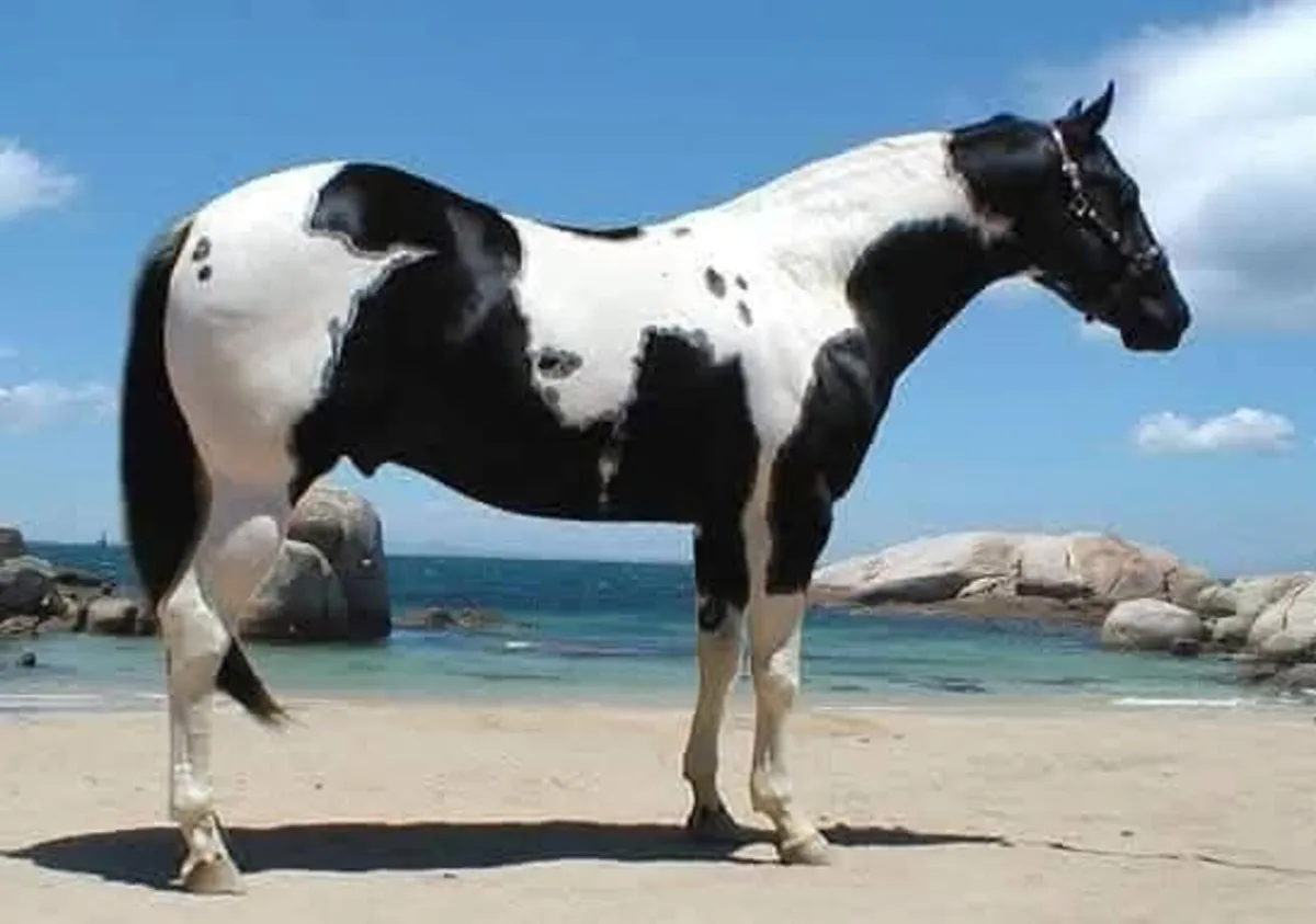 3 Year Old Filly Unbroken - Image 4
