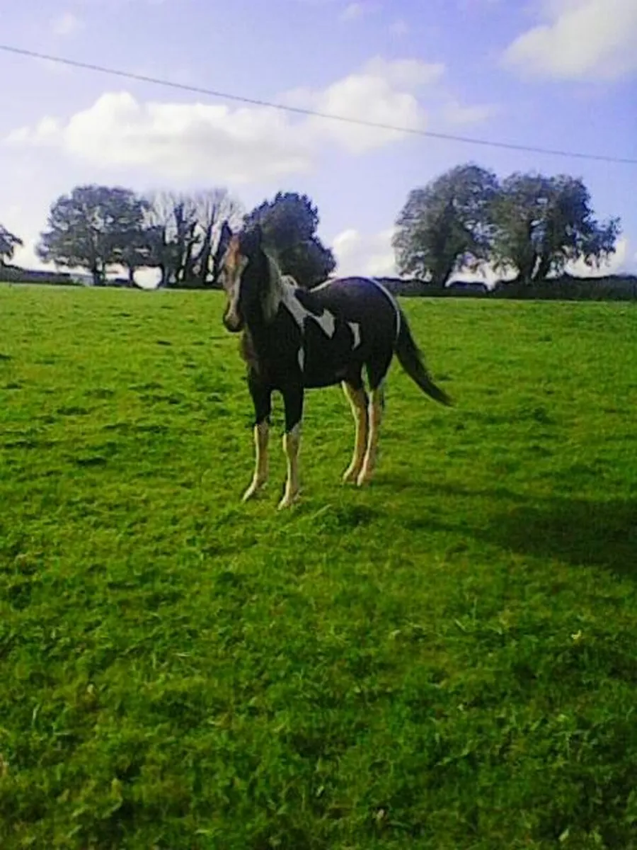 3 Year Old Filly Unbroken - Image 1