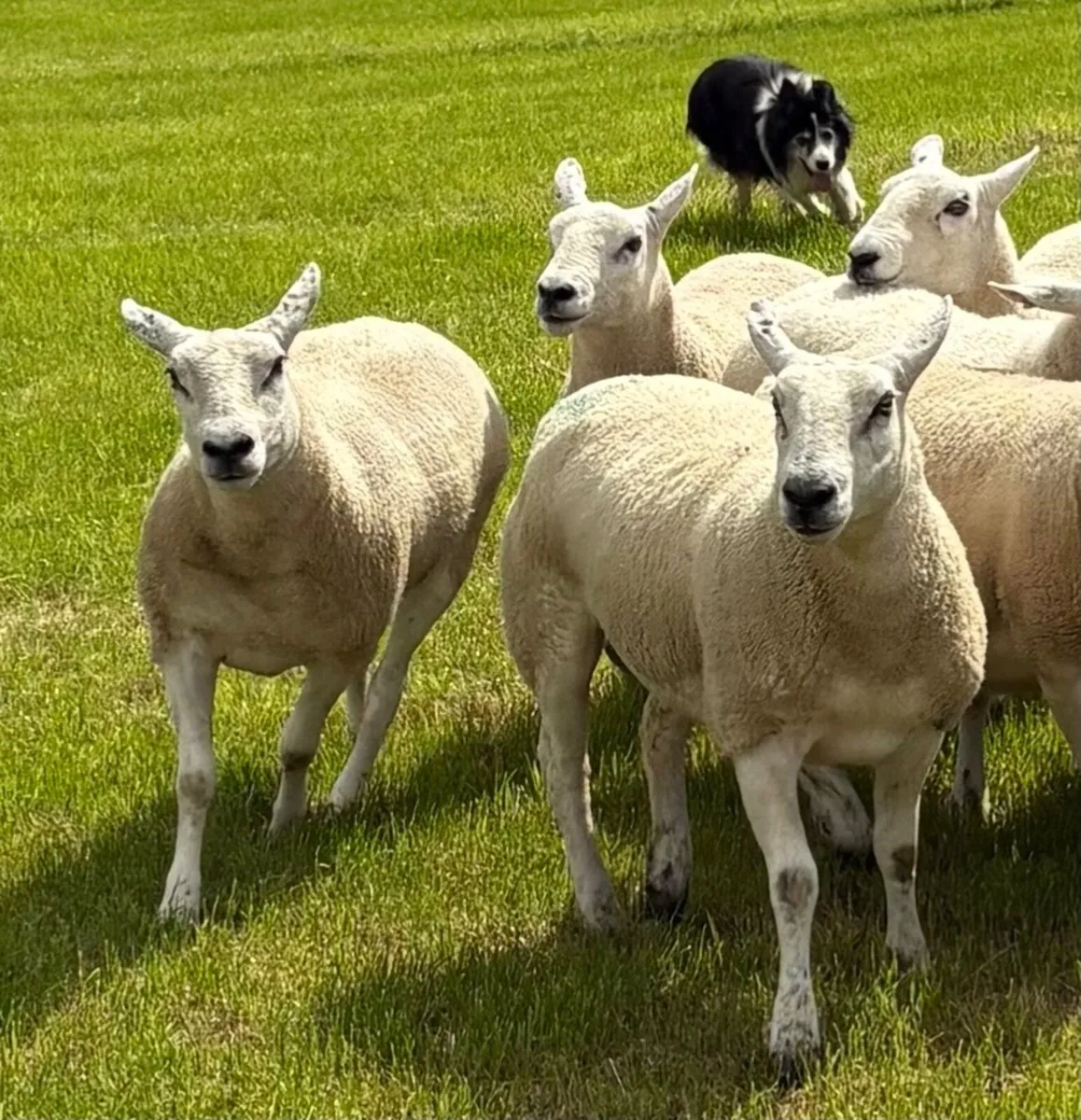 Texel Mule Hoggets - Image 3