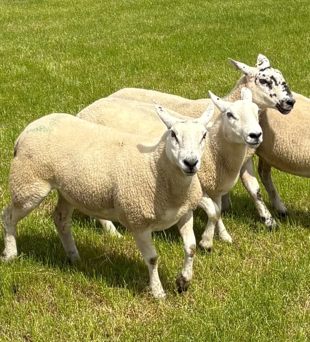 Texel Mule Hoggets - Image 4