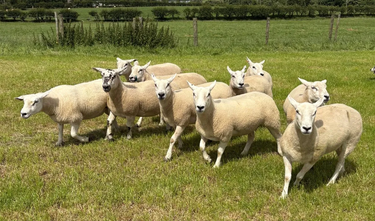 Texel Mule Hoggets - Image 1
