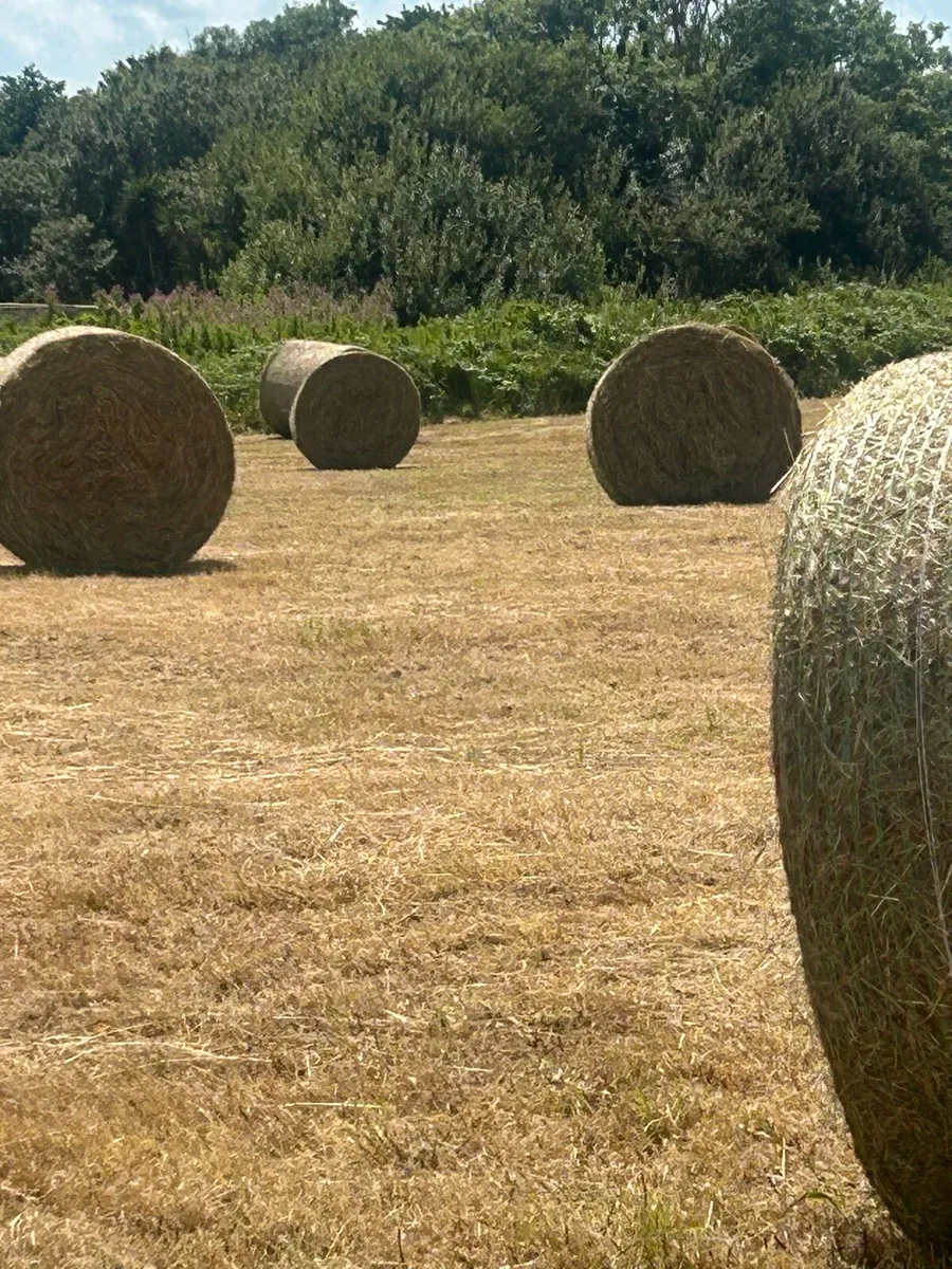 Hay - Image 1