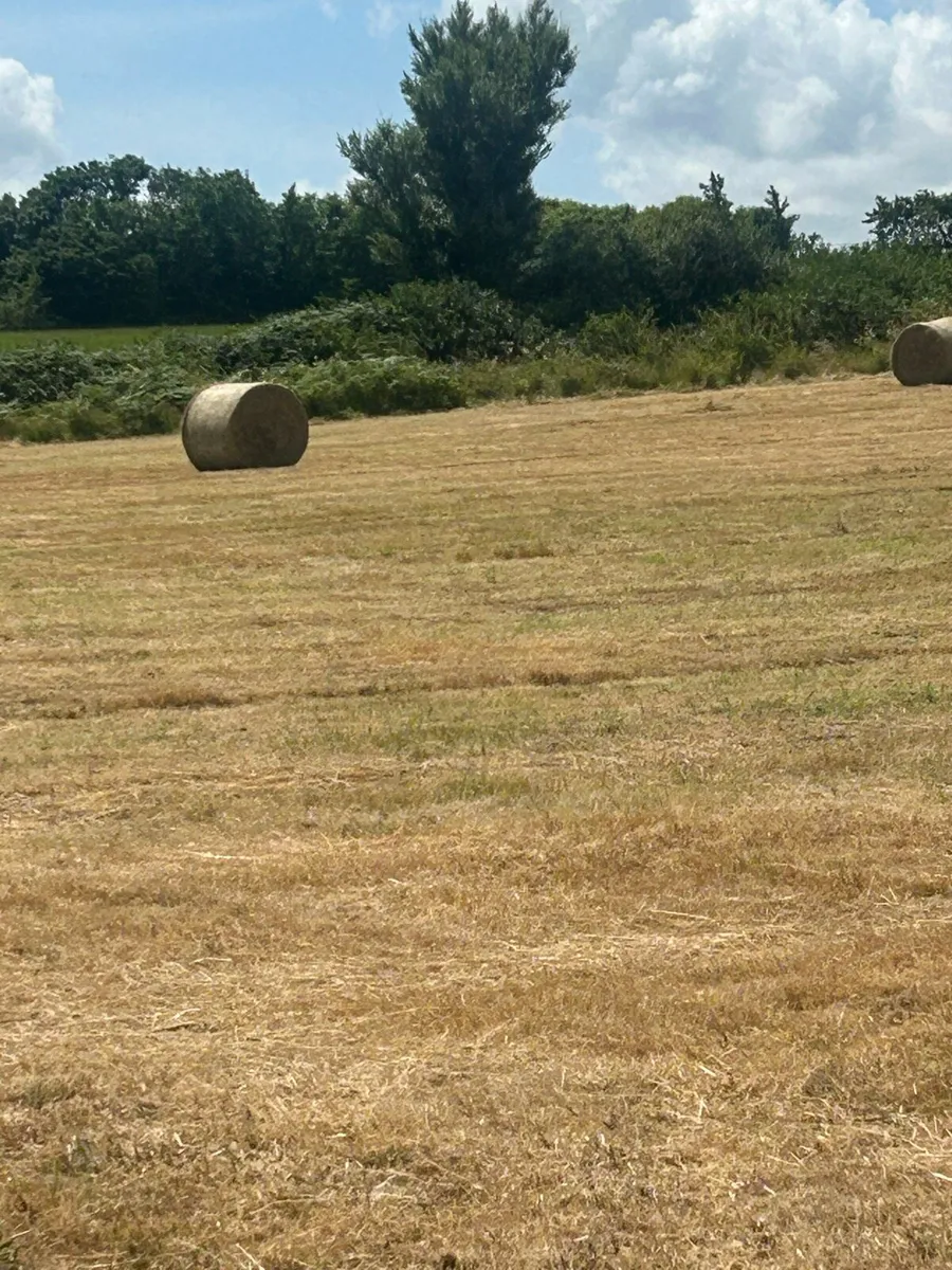 Hay - Image 2