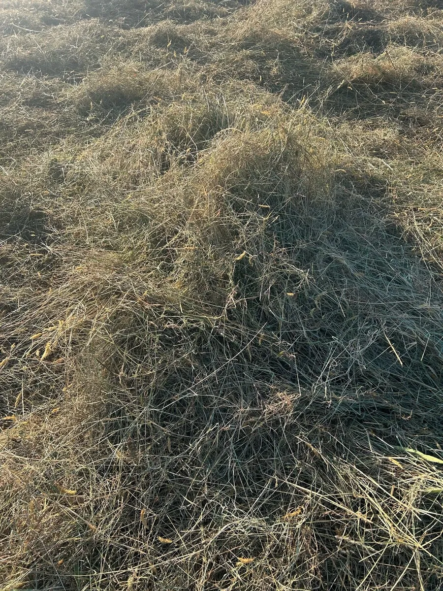 Hay - Image 3
