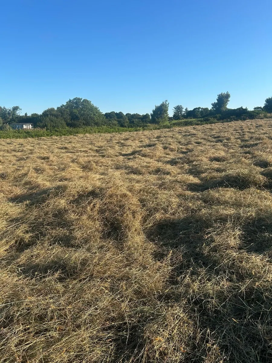 Hay - Image 4